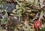 Immagine di Bastoni punji Il Vietnam, 1968, secondo 8 filmato di repertorio 65675040362