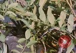 Immagine di Bastoni punji Il Vietnam, 1968, secondo 9 filmato di repertorio 65675040362