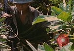 Immagine di Bastoni punji Il Vietnam, 1968, secondo 10 filmato di repertorio 65675040362
