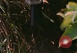 Immagine di Bastoni punji Il Vietnam, 1968, secondo 13 filmato di repertorio 65675040362