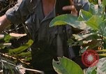 Immagine di Bastoni punji Il Vietnam, 1968, secondo 22 filmato di repertorio 65675040362