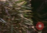 Immagine di Bastoni punji Il Vietnam, 1968, secondo 27 filmato di repertorio 65675040362