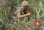 Immagine di Bastoni punji Il Vietnam, 1968, secondo 52 filmato di repertorio 65675040362