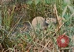 Immagine di Bastoni punji Il Vietnam, 1968, secondo 60 filmato di repertorio 65675040362