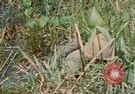 Immagine di Bastoni punji Il Vietnam, 1968, secondo 62 filmato di repertorio 65675040362
