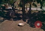 Standbild Native Bevölkerung in Vietnam Vietnam, 1965, aus Sekunde 26 historischem Filmmaterial Videoclip 65675040373