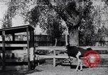 Standbild California Ostrich Farm Los Angeles California USA, 1916, aus Sekunde 1 historischem Filmmaterial Videoclip 65675040389