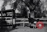 Standbild California Ostrich Farm Los Angeles California USA, 1916, aus Sekunde 3 historischem Filmmaterial Videoclip 65675040389
