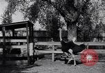 Standbild California Ostrich Farm Los Angeles California USA, 1916, aus Sekunde 4 historischem Filmmaterial Videoclip 65675040389