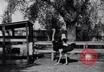 Standbild California Ostrich Farm Los Angeles California USA, 1916, aus Sekunde 5 historischem Filmmaterial Videoclip 65675040389