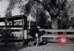 Standbild California Ostrich Farm Los Angeles California USA, 1916, aus Sekunde 8 historischem Filmmaterial Videoclip 65675040389