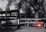 Standbild California Ostrich Farm Los Angeles California USA, 1916, aus Sekunde 11 historischem Filmmaterial Videoclip 65675040389