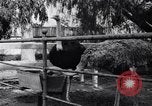 Standbild California Ostrich Farm Los Angeles California USA, 1916, aus Sekunde 44 historischem Filmmaterial Videoclip 65675040389