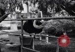 Standbild California Ostrich Farm Los Angeles California USA, 1916, aus Sekunde 45 historischem Filmmaterial Videoclip 65675040389