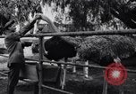 Standbild California Ostrich Farm Los Angeles California USA, 1916, aus Sekunde 47 historischem Filmmaterial Videoclip 65675040389