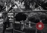 Standbild California Ostrich Farm Los Angeles California USA, 1916, aus Sekunde 48 historischem Filmmaterial Videoclip 65675040389