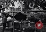 Standbild California Ostrich Farm Los Angeles California USA, 1916, aus Sekunde 49 historischem Filmmaterial Videoclip 65675040389