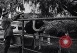 Standbild California Ostrich Farm Los Angeles California USA, 1916, aus Sekunde 50 historischem Filmmaterial Videoclip 65675040389