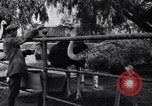 Standbild California Ostrich Farm Los Angeles California USA, 1916, aus Sekunde 51 historischem Filmmaterial Videoclip 65675040389