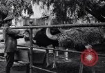 Standbild California Ostrich Farm Los Angeles California USA, 1916, aus Sekunde 52 historischem Filmmaterial Videoclip 65675040389