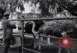 Standbild California Ostrich Farm Los Angeles California USA, 1916, aus Sekunde 53 historischem Filmmaterial Videoclip 65675040389
