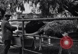 Standbild California Ostrich Farm Los Angeles California USA, 1916, aus Sekunde 55 historischem Filmmaterial Videoclip 65675040389