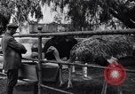 Standbild California Ostrich Farm Los Angeles California USA, 1916, aus Sekunde 56 historischem Filmmaterial Videoclip 65675040389