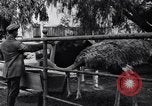 Standbild California Ostrich Farm Los Angeles California USA, 1916, aus Sekunde 57 historischem Filmmaterial Videoclip 65675040389
