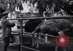 Standbild California Ostrich Farm Los Angeles California USA, 1916, aus Sekunde 59 historischem Filmmaterial Videoclip 65675040389
