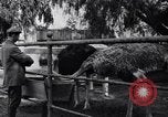 Standbild California Ostrich Farm Los Angeles California USA, 1916, aus Sekunde 60 historischem Filmmaterial Videoclip 65675040389