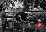 Standbild California Ostrich Farm Los Angeles California USA, 1916, aus Sekunde 61 historischem Filmmaterial Videoclip 65675040389