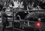 Standbild California Ostrich Farm Los Angeles California USA, 1916, aus Sekunde 62 historischem Filmmaterial Videoclip 65675040389