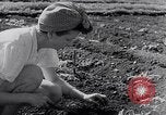 Image of Vegetable Garden Manila Philippines, 1945, second 20 stock footage video 65675040431
