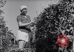 Image of Vegetable Garden Manila Philippines, 1945, second 22 stock footage video 65675040431
