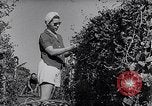 Image of Vegetable Garden Manila Philippines, 1945, second 24 stock footage video 65675040431