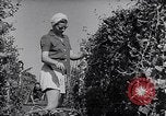 Image of Vegetable Garden Manila Philippines, 1945, second 25 stock footage video 65675040431