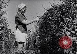Image of Vegetable Garden Manila Philippines, 1945, second 26 stock footage video 65675040431