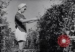 Image of Vegetable Garden Manila Philippines, 1945, second 27 stock footage video 65675040431