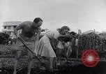 Image of Vegetable Garden Manila Philippines, 1945, second 40 stock footage video 65675040431