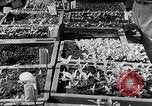 Image of Vegetable Garden Manila Philippines, 1945, second 45 stock footage video 65675040431