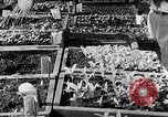 Image of Vegetable Garden Manila Philippines, 1945, second 46 stock footage video 65675040431