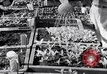 Image of Vegetable Garden Manila Philippines, 1945, second 47 stock footage video 65675040431