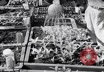Image of Vegetable Garden Manila Philippines, 1945, second 48 stock footage video 65675040431