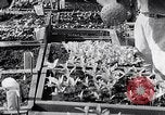 Image of Vegetable Garden Manila Philippines, 1945, second 49 stock footage video 65675040431