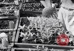 Image of Vegetable Garden Manila Philippines, 1945, second 50 stock footage video 65675040431