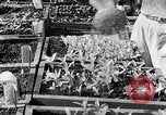 Image of Vegetable Garden Manila Philippines, 1945, second 51 stock footage video 65675040431