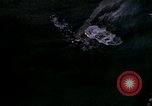 Image of Japanese freighter Pacific Theater, 1945, second 3 stock footage video 65675040465