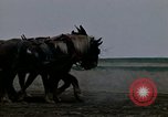 Image of Farmer plowing field New York United States USA, 1970, second 3 stock footage video 65675040534