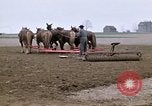 Image of Farmer with horses and mules plows field New York United States USA, 1970, second 9 stock footage video 65675040536