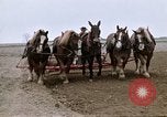 Image of Farmer with horses and mules plows field New York United States USA, 1970, second 39 stock footage video 65675040536